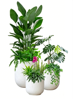 慈溪绿色植物租用商家-杭州湾办公室花木出租-镇海绿化养护工具-杭州湾花木租赁方案设计